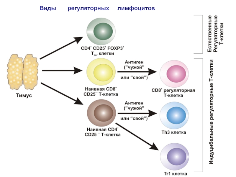 Регуляторные лимфоциты. Виды cd4 лимфоцитов. Виды регуляторных лимфоцитов. Cd8 т лимфоциты. Основные СD-маркеры в-лимфоцитов.