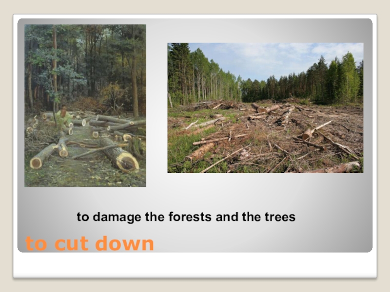 Cut them down. Предложения с Cut down. What you know about Forests 5 класс. To Damage. Dont Cut down the Forest.