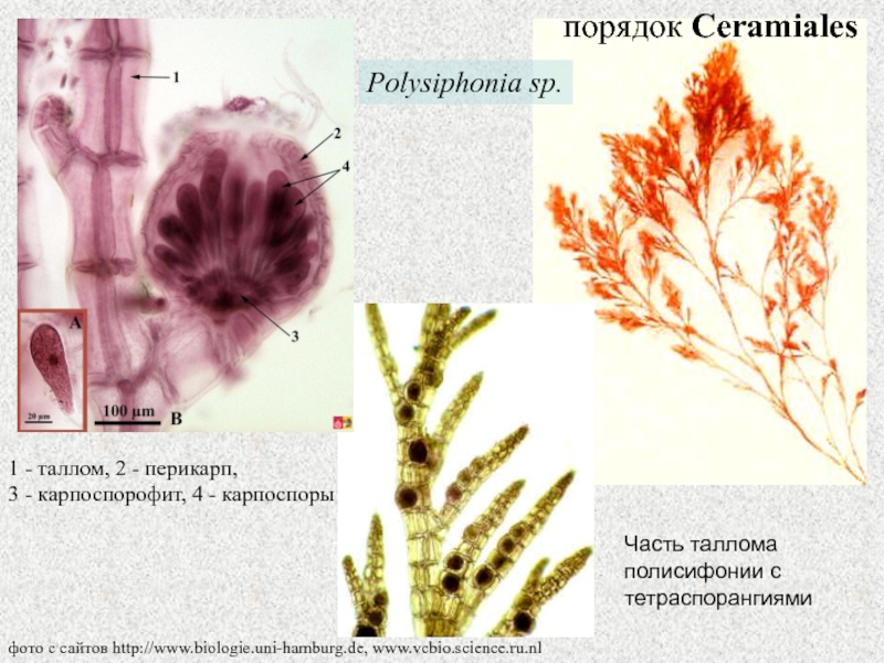 Альгология микология. Таллом полисифонии. Красные водоросли полисифония. Полисифония водоросль строение. Жизненный цикл Polysiphonia.
