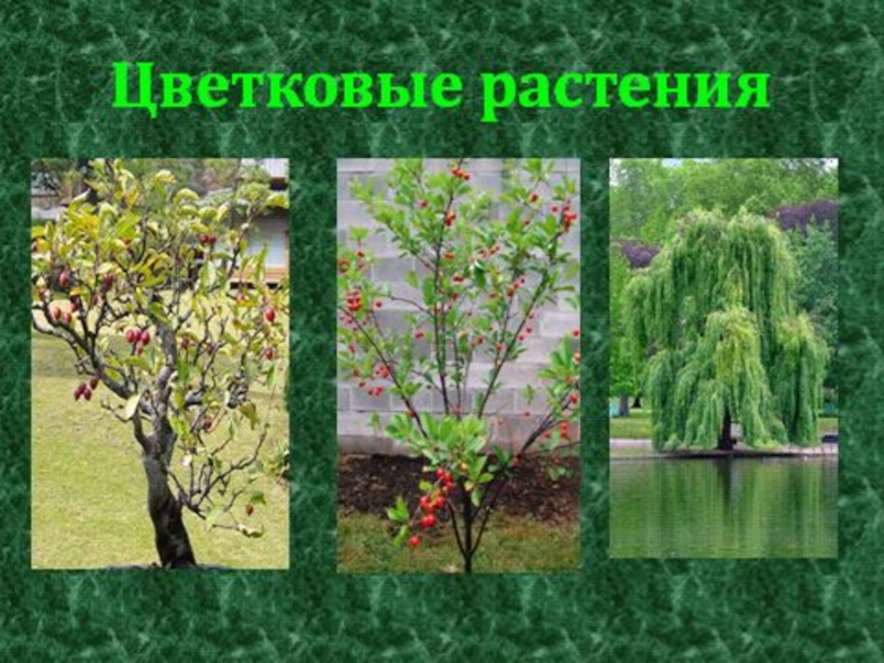 Группы растений 2 класс. Цветковые деревья и хвойные. Хвойные и цветковые растения 2. Какие деревья цветковые. Цветкое растения 2 класс.