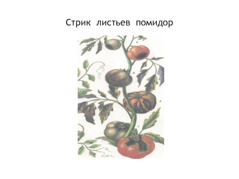 Стрик. Стрик томатов. Стрик штриховатость томатов. Стрик на помидорах. Стрик на листьях помидор.