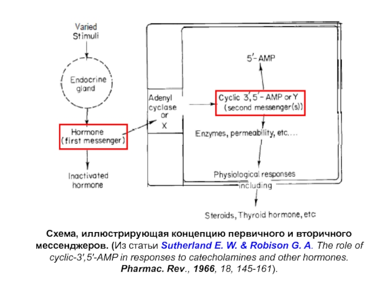 Общая схема трансдукции сигнала