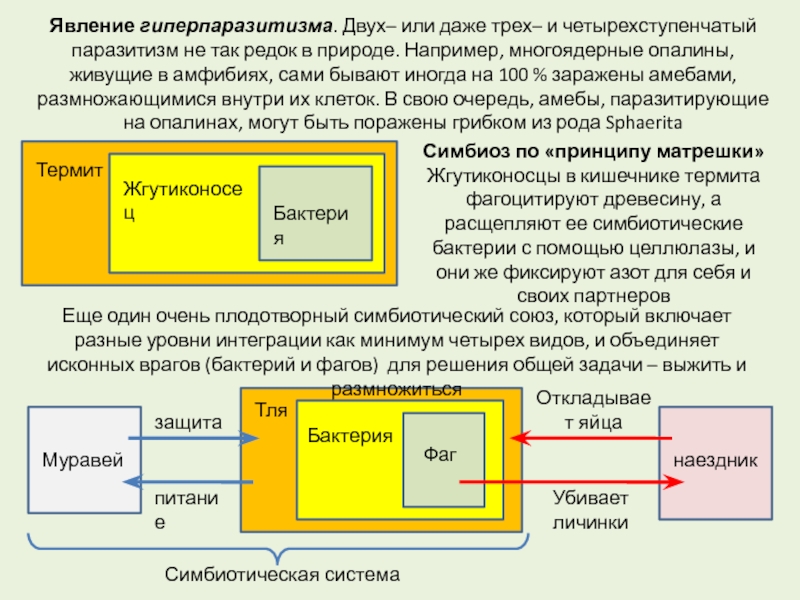 Обзр включают различные направления. Симбиотический Союз. Симбиотические факторы.