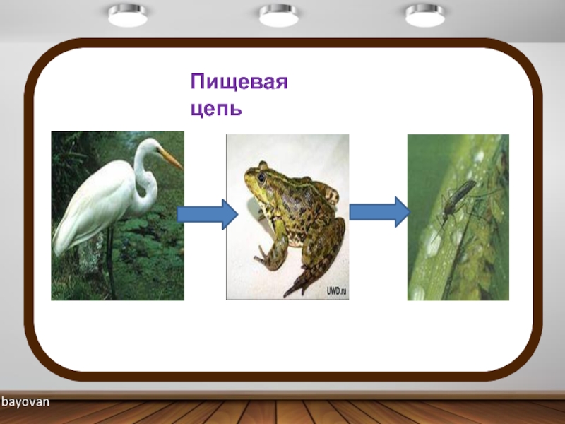 Окружающий мир цепи. Пищевая цепь. Пищевые Цепочки 2 класс. Пищевая цепь 2 класс. Пищевые Цепочки 2 класс окружающий мир.