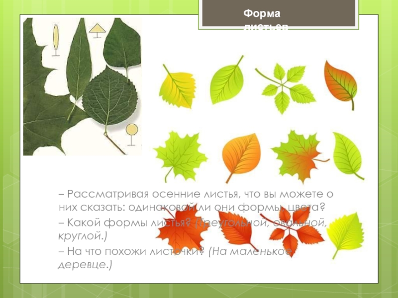 Форма листьев– Рассматривая осенние листья, что вы можете о них сказать: одинаковой ли они формы, цвета? –