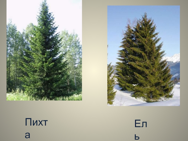 Чем отличается елка от пихты фото и описание