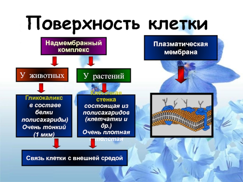 Поверхностные клетки. Надмембранный комплекс прокариотической клетки. Клеточная стенка и гликокаликс. Надмембранный аппарат клетки. Поверхность клетки.