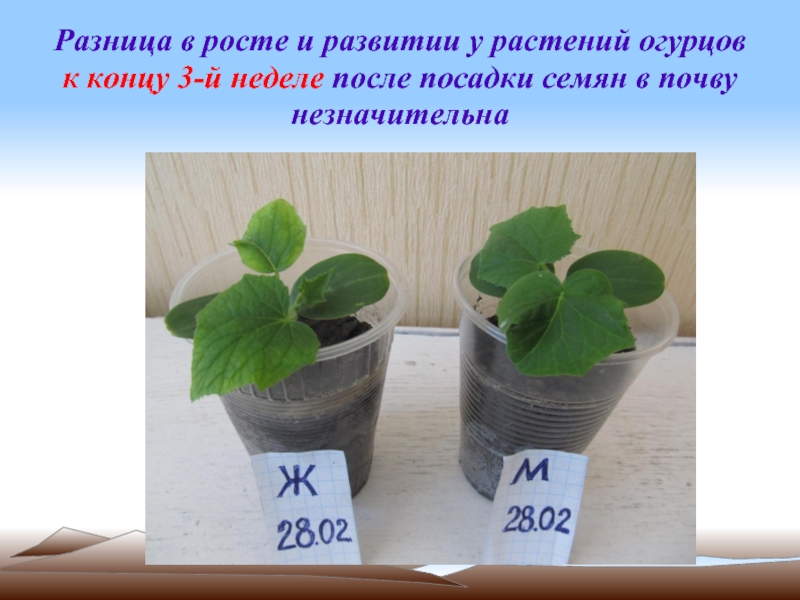 Разница в росте и развитии у растений огурцов  к концу 3-й неделе после посадки семян в