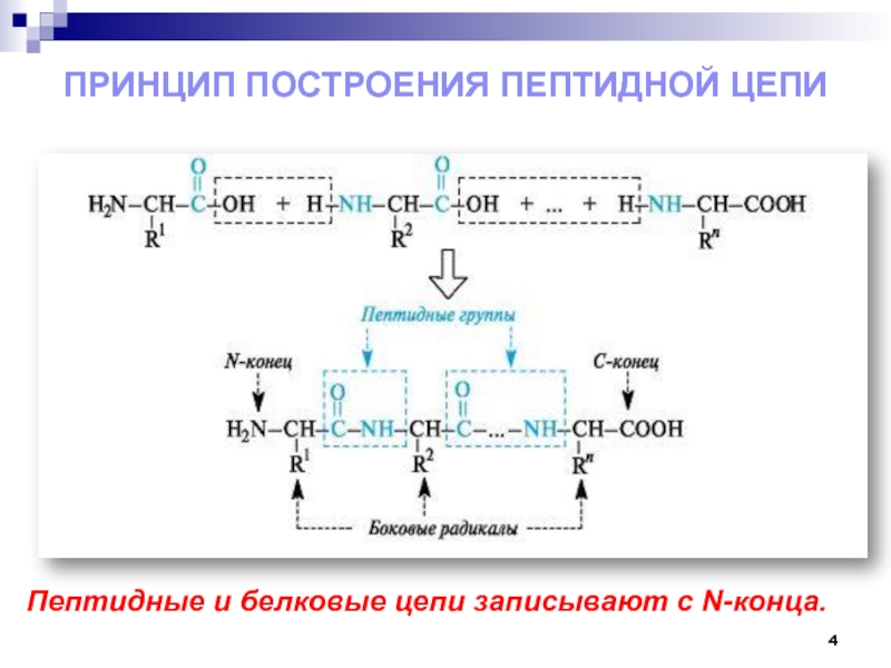 Пептиды презентация 10 класс углубленный уровень