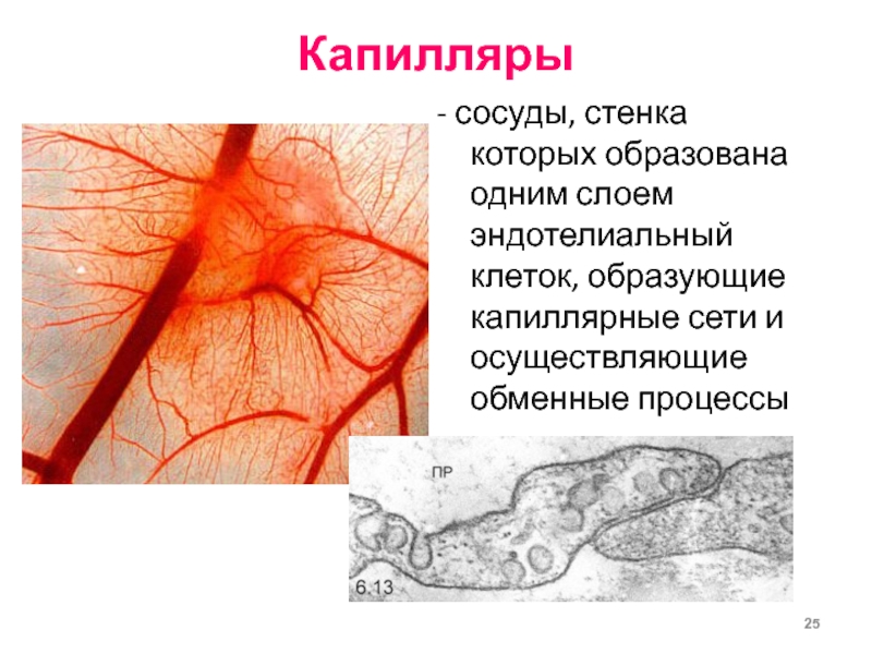 Капилляров вен