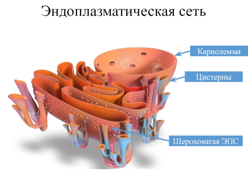 Эпс схема строения