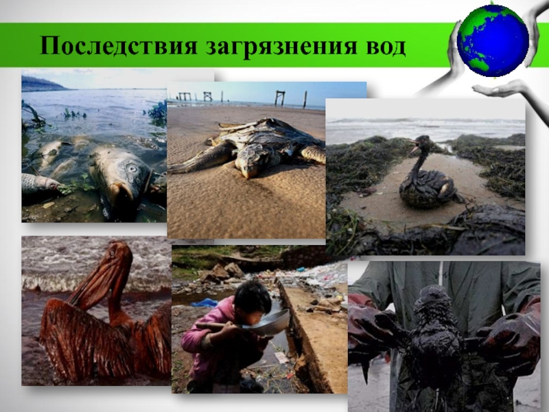 МБДОУ Детский сад №11 комбинированного вида Катюша г. Воркуты
Экологическая Последствия загрязнения вод Последствия загрязнения вод