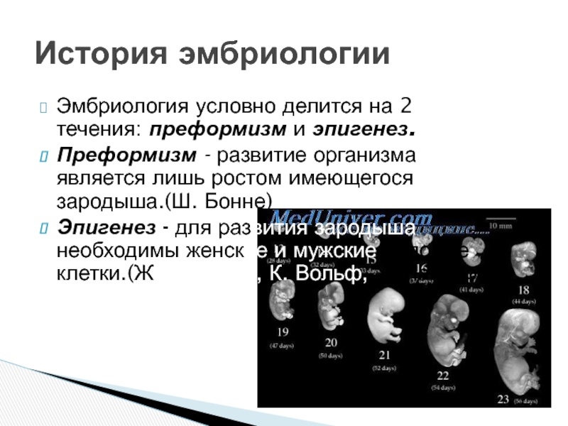 Кто считается основателем эмбриологии. Эмбриологические методы изучения. История развития эмбриологии. Методы экспериментальной эмбриологии. Методы исследования эмбриологии человека.