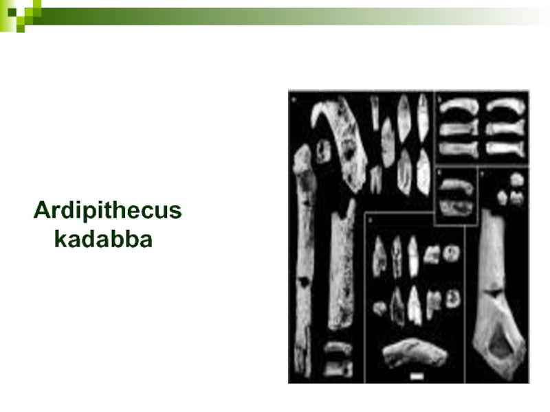 Ardipithecus kadabba