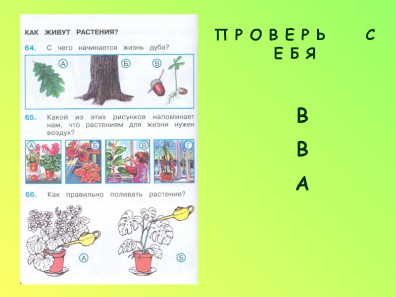 Комнатные растения презентация 2 класс окружающий мир плешаков