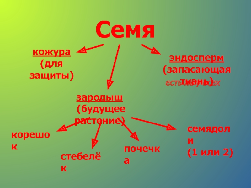 Из чего образуется семенная кожура биология. Запасающая ткань семени. Семенная кожура. Семенная кожура защищает от. Эндосперм.