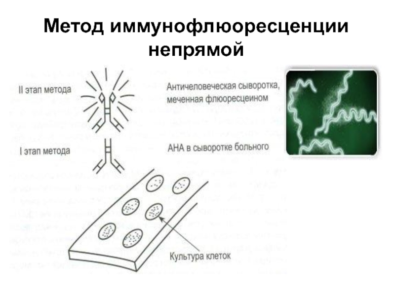 Схема реакции иммунофлюоресценции