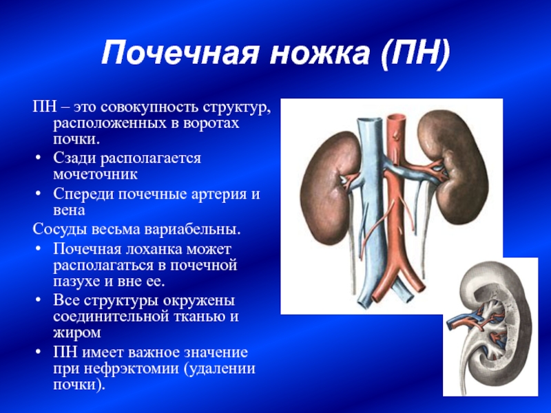 Схема обработки почек