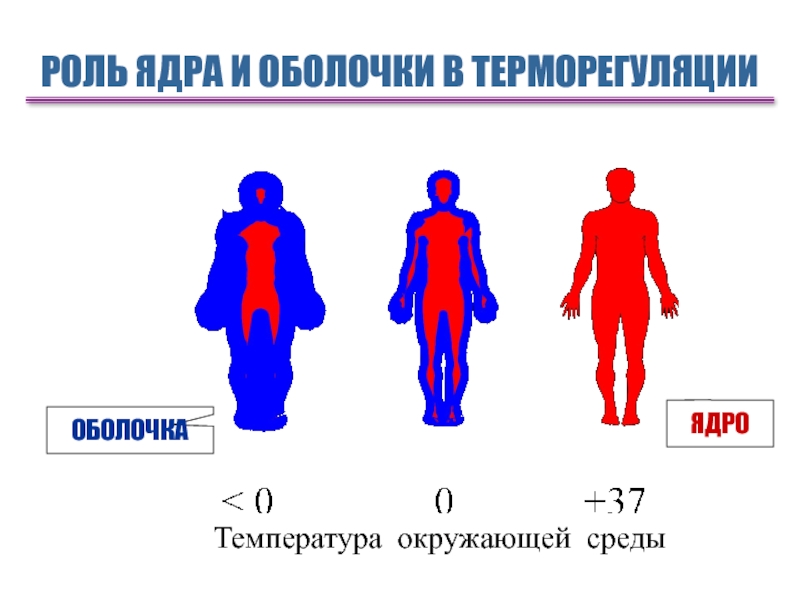 Продолжите схему терморегуляции повышение температуры окружающей среды