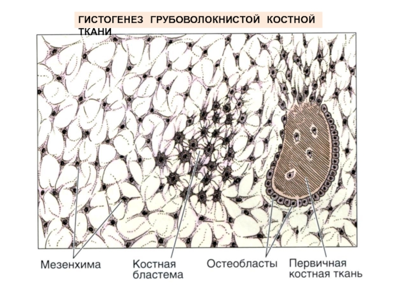 Гистогенез клеток костной ткани схема