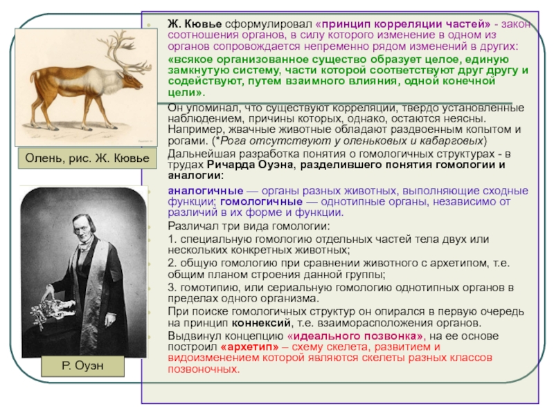 Формулировка принципа. Принцип корреляции Кювье. Корреляция органов. Сравнительная анатомия Кювье. Кювье идеи.