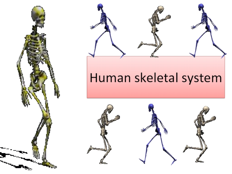 Презентация Human skeletal system