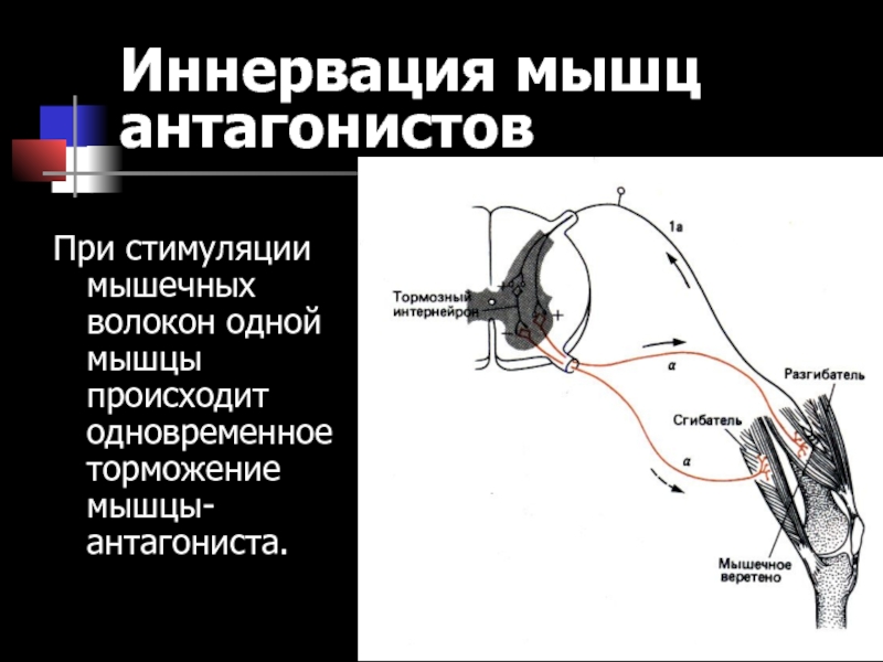 Иннервация это простыми словами. Схема иннервации скелетной мышцы. Иннервация мышц. Иннервация скелетной мышцы физиология. Иннервация мышечных волокон.