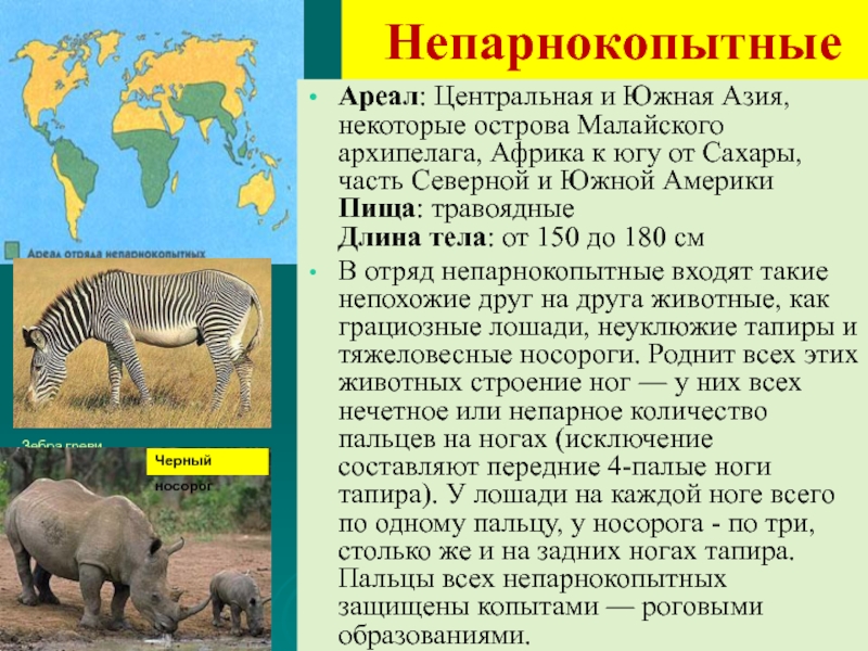 Презентация по биологии 7 класс млекопитающие общая характеристика