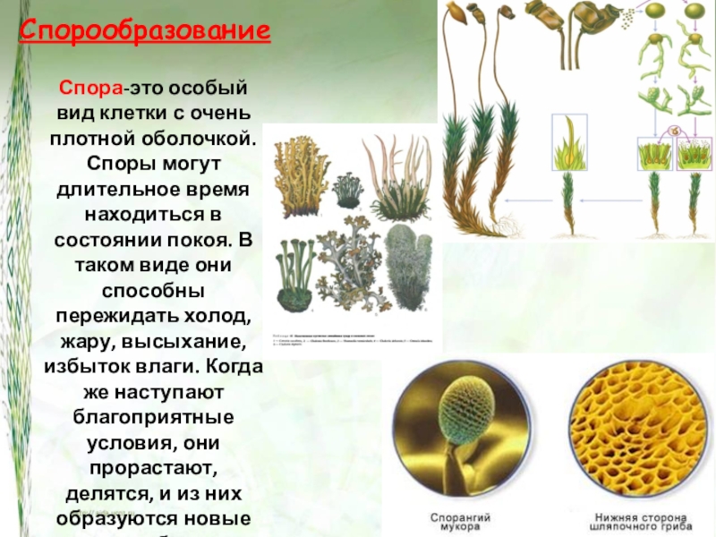 Образование спор характерно для. Спорообразование. Образование спор у растений. Спорообразование характерно для. Процесс спорообразования у растений.