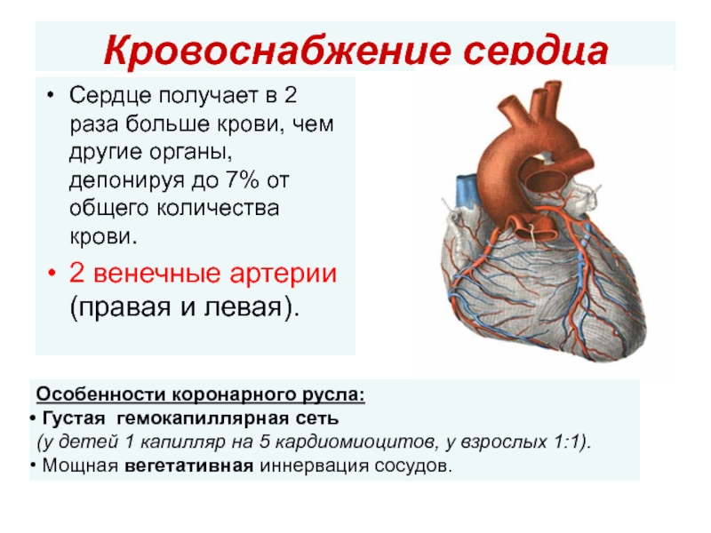 Сосуды сердца презентация