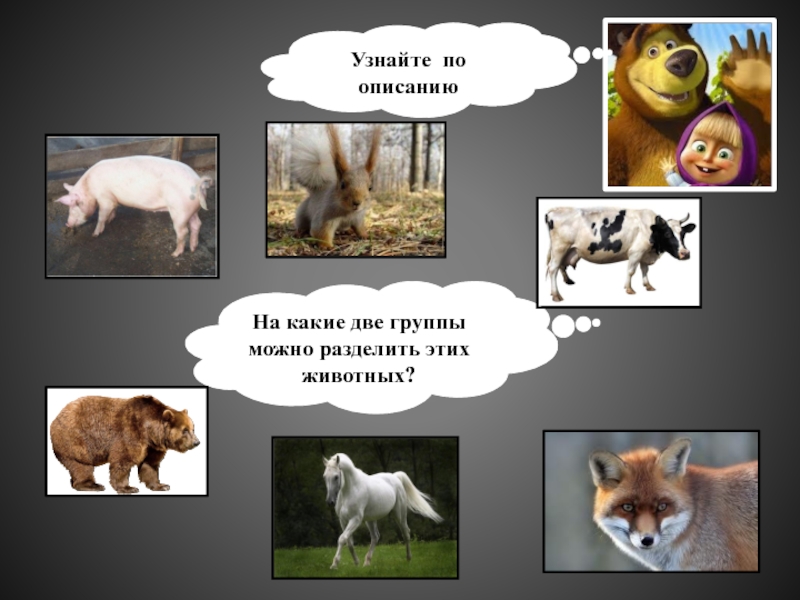 Понимающий животных. На какие две группы можно разделить этих животных?. На какие группы можно разделить всех животных. - На какие две группы можно разделить зверей?. На какие 3 группы можно разделить животных.