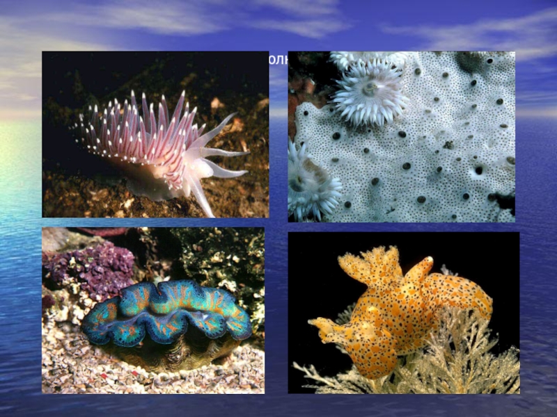 Группы организмов в мировом океане. Планктон и бентос. Нектон и бентос. Океан планктон бентос. Живые организмы океане бентос планктон.