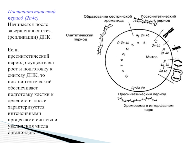 Восточно-Казахстанский технологический колледж
СРС
Подготовил : Муратов Е Постсинтетический период (2n4c). Начинается после завершения синтеза (репликации) ДНК.Если пресинтетический период Постсинтетический период (2n4c). Начинается после завершения синтеза (репликации) ДНК.Если пресинтетический период осуществлял рост и подготовку к синтезу