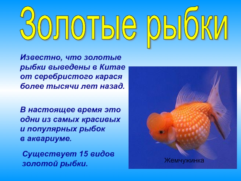 Информация про рыб. Про рыб рассказать. Сообщение о рыбке. Доклад про рыб. Рассказ о рыбе.