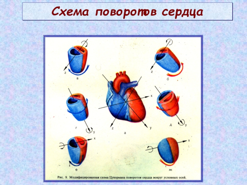 Схема поворотов сердца