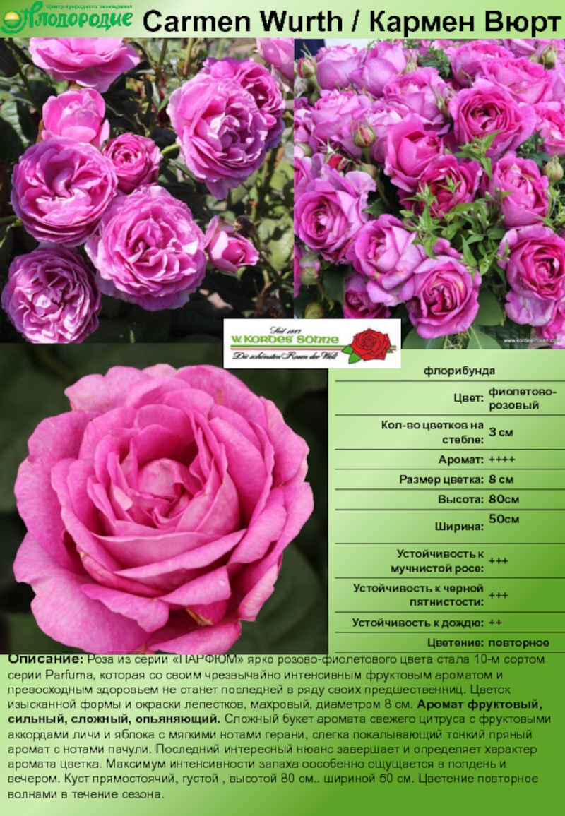 Роза кордес юбилей фото и описание