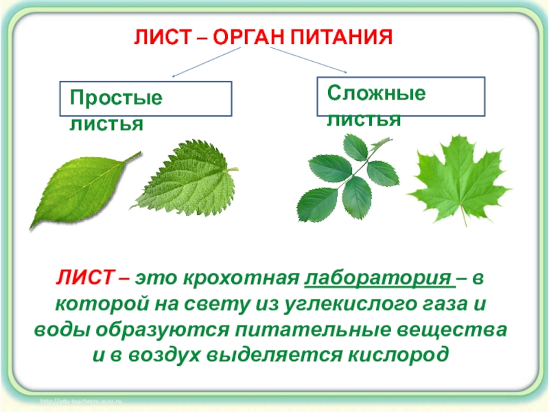 Орган листьев. Органы листа. Простые листья. Лист это орган в котором происходит образование. Лист это орган в котором не происходит.