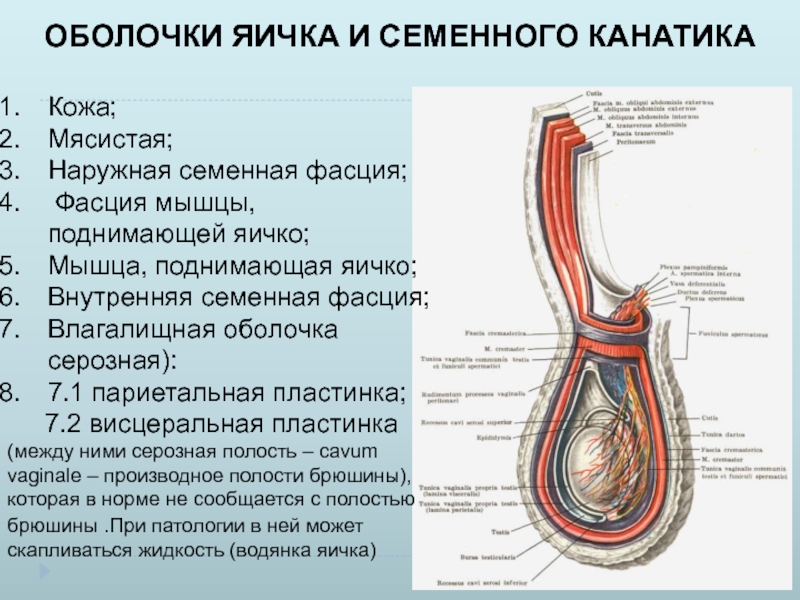 Оболочки яичка схема