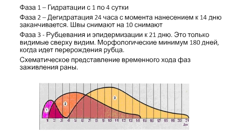 Фазы суток. Фаза гидратации. Фаза гидратации и дегидратации раны. Фазы гидратации и дегидратации. Фаза 1.