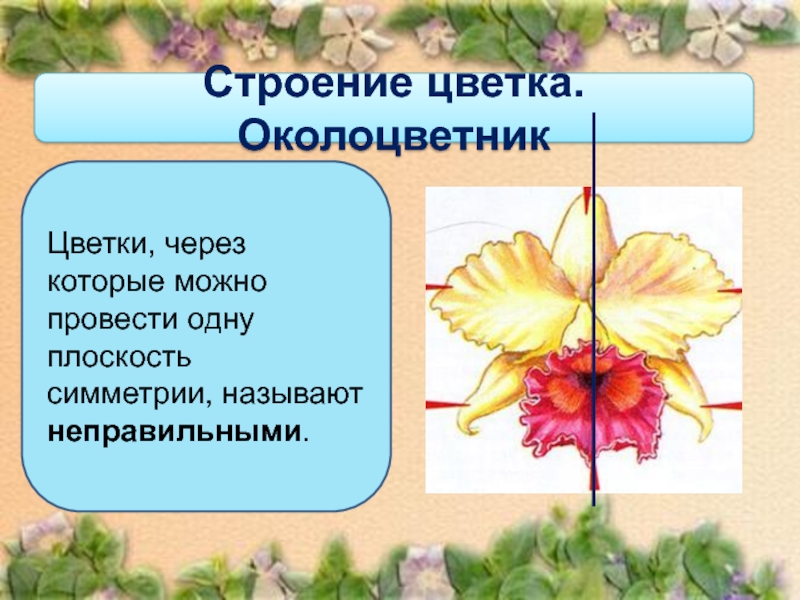 Строение организма человека 8 класс презентация пасечник