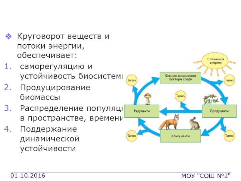 Поток энергии уровень организации. Круговорот веществ и энергии. Круговорот веществ и поток энергии. Продуцирование биомассы. Саморегуляция биосистемы.