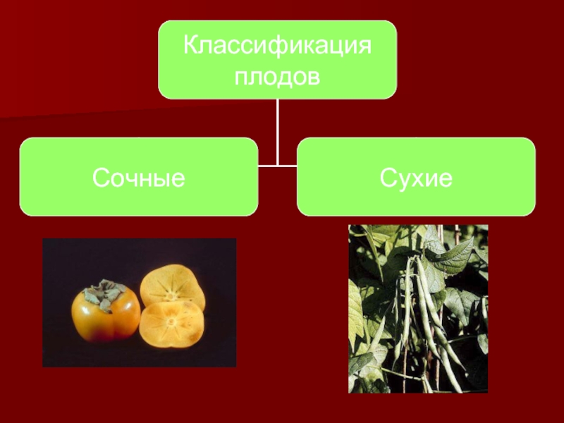 Видны плоды. Плоды разнообразие. Плоды презентация. Разнообразие плодов презентация. Разнообразие сочных плодов.