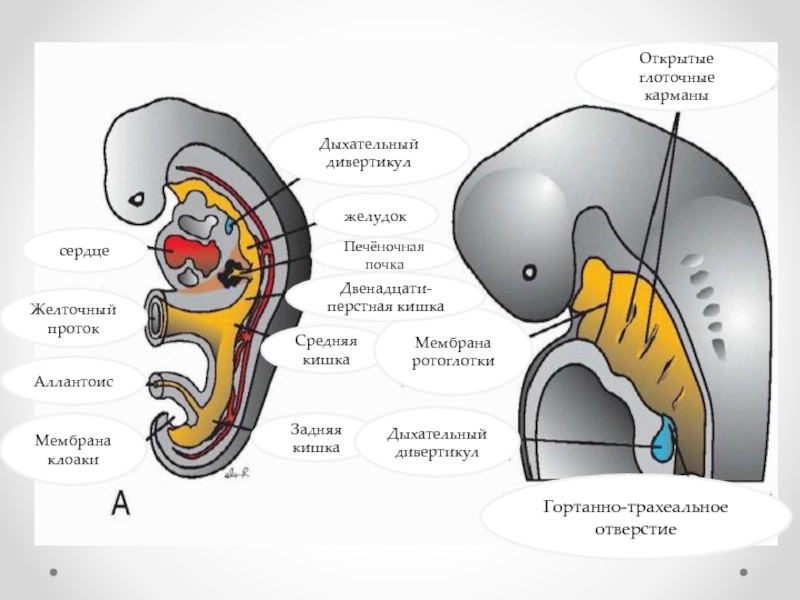 Эмбриогенез дыхательной системы презентация