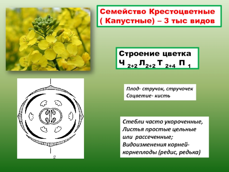 Презентация по крестоцветным