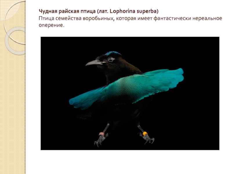 Чудная райская птица (лат. Lophorina superba) Птица семейства воробьиных, которая имеет фантастически нереальное оперение.