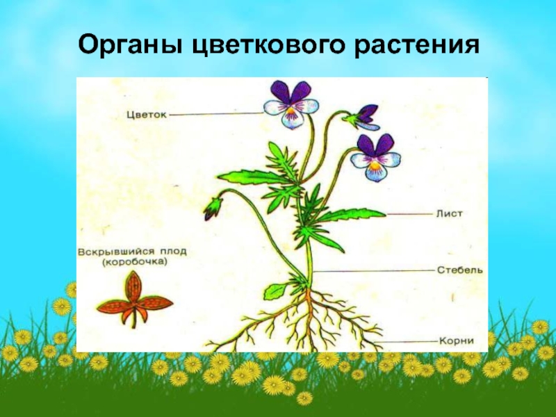Функции органов цветкового. Органы цветковых растений. Строение цветкового растения. Органы цветковых растений схема. Основные органы цветкового растения.