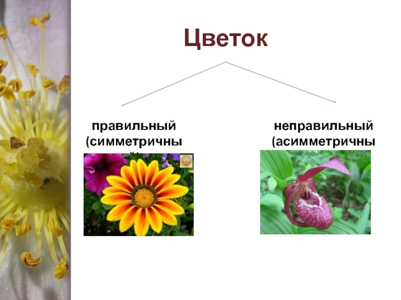 Как правильно цветов или цветов. Правильные и неправильные цветки. Симметричные и асимметричные цветки. Несимметричный цветок. Правильный цветок.