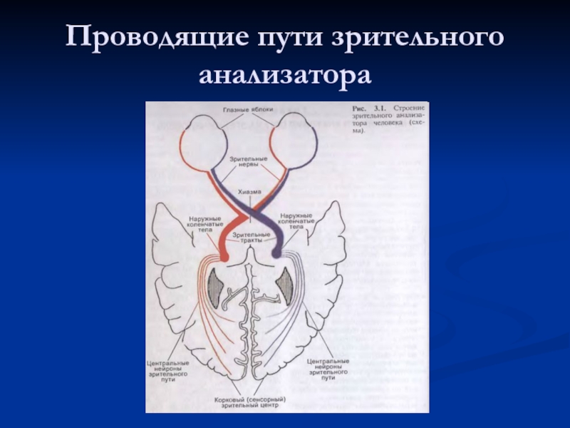 Зрительный нерв анатомия схема