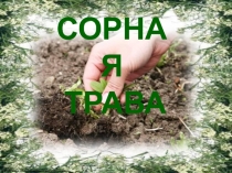 Сорная трава