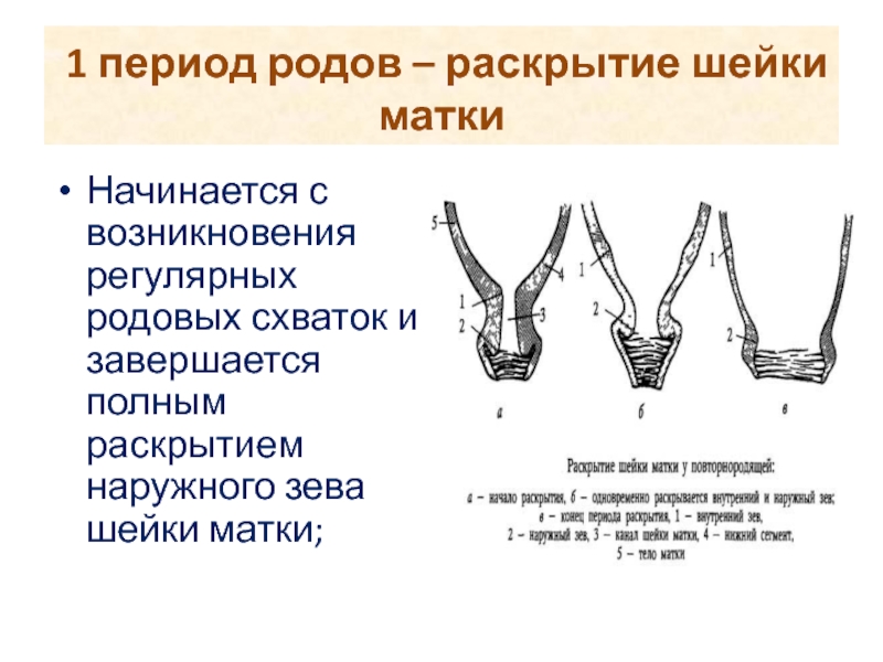 Что значит матка. Первый период раскрытие шейки матки. Периоды родов раскрытие шейки матки. Период раскрытия шейки матки. Раскрытие шейки матки у первородящих.